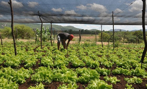 Agricultura familiar no Brasil ganha apoio do Banco Mundial para clima e geração de empregos